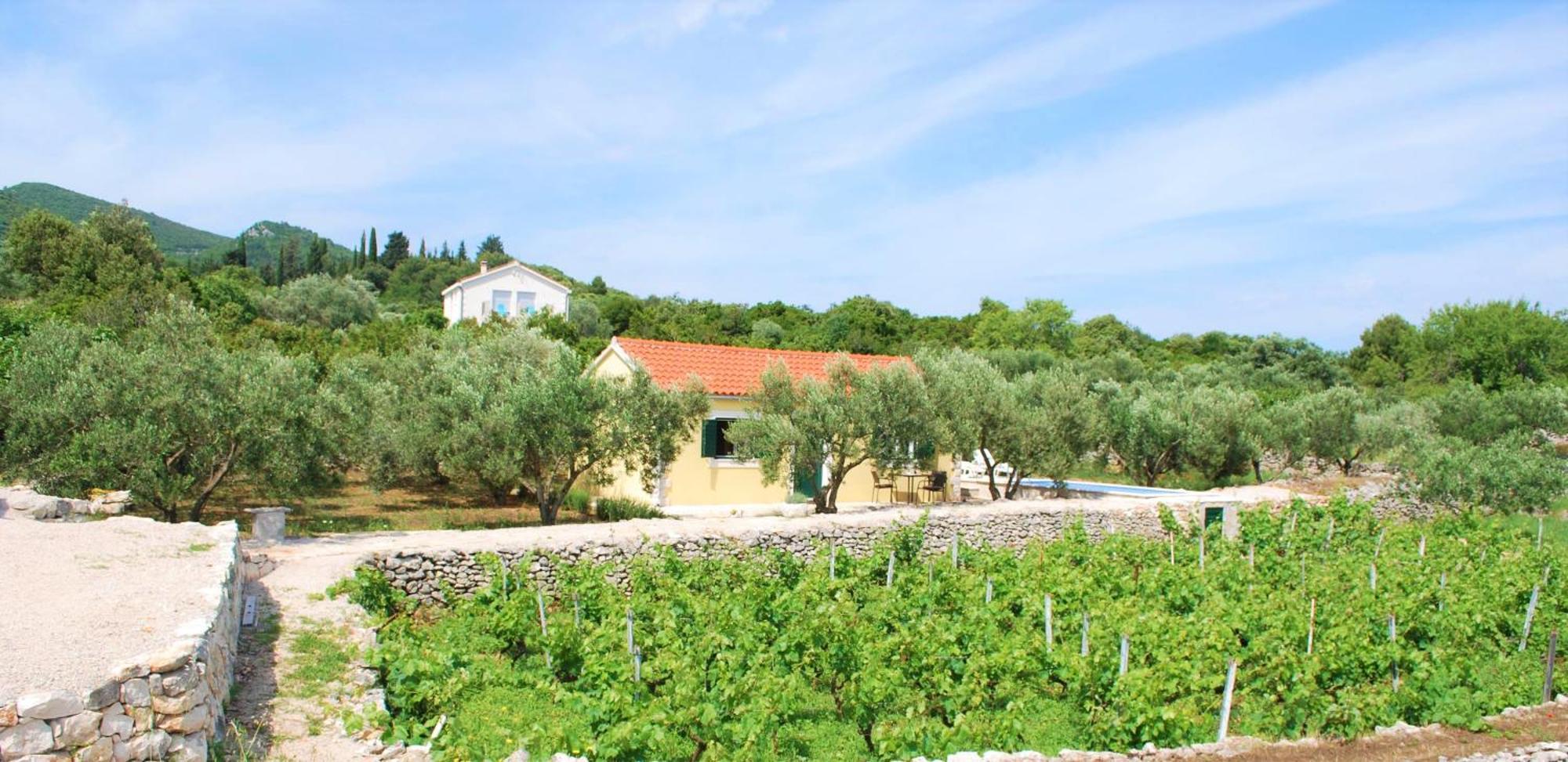 Vineyard House & Olive Grove House Holiday home Racisce